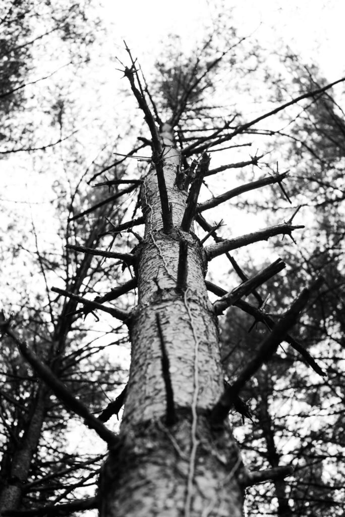 pine tree in pine forest 